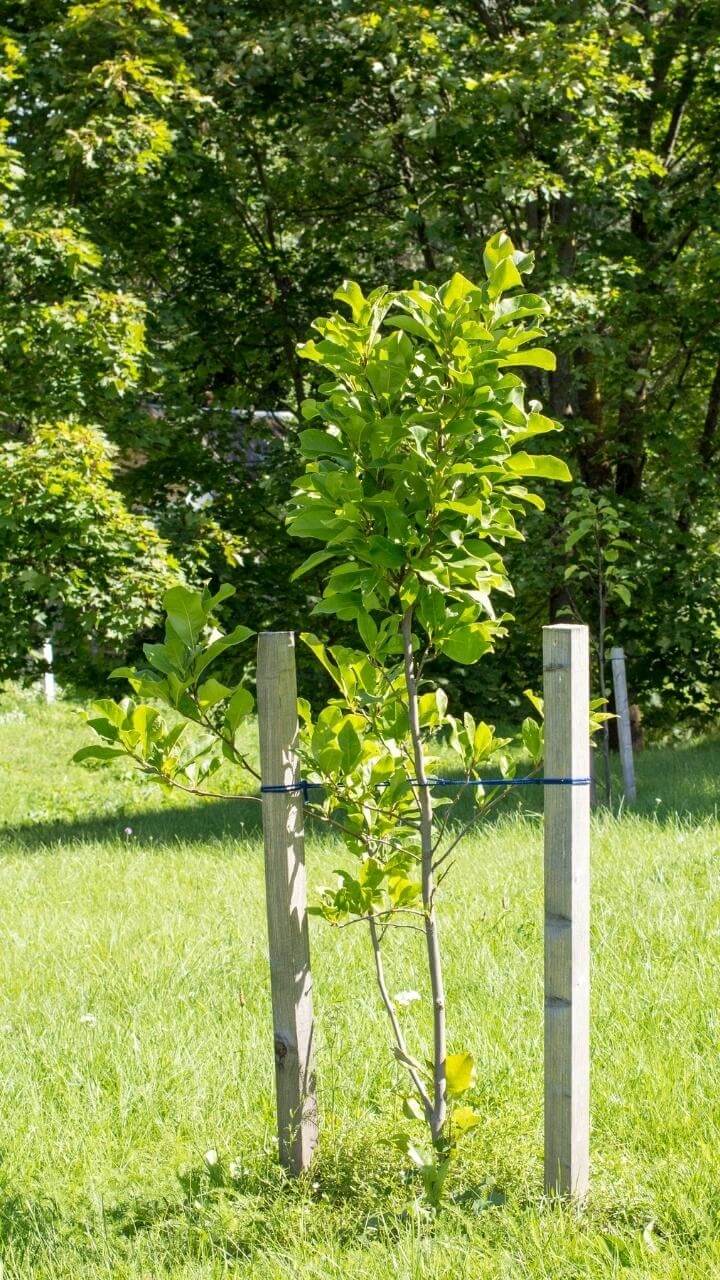 5 jednoduchych krokov ako spravne vysadit ovocny strom Zahradne centrum GAURA Trencin 19 - Gaura Zahradné centrum Trečín