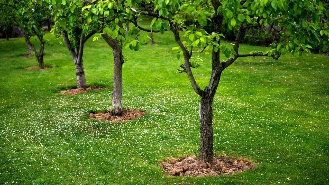 5 jednoduchych krokov ako spravne vysadit ovocny strom Zahradne centrum GAURA Trencin 21 - Gaura Zahradné centrum Trečín