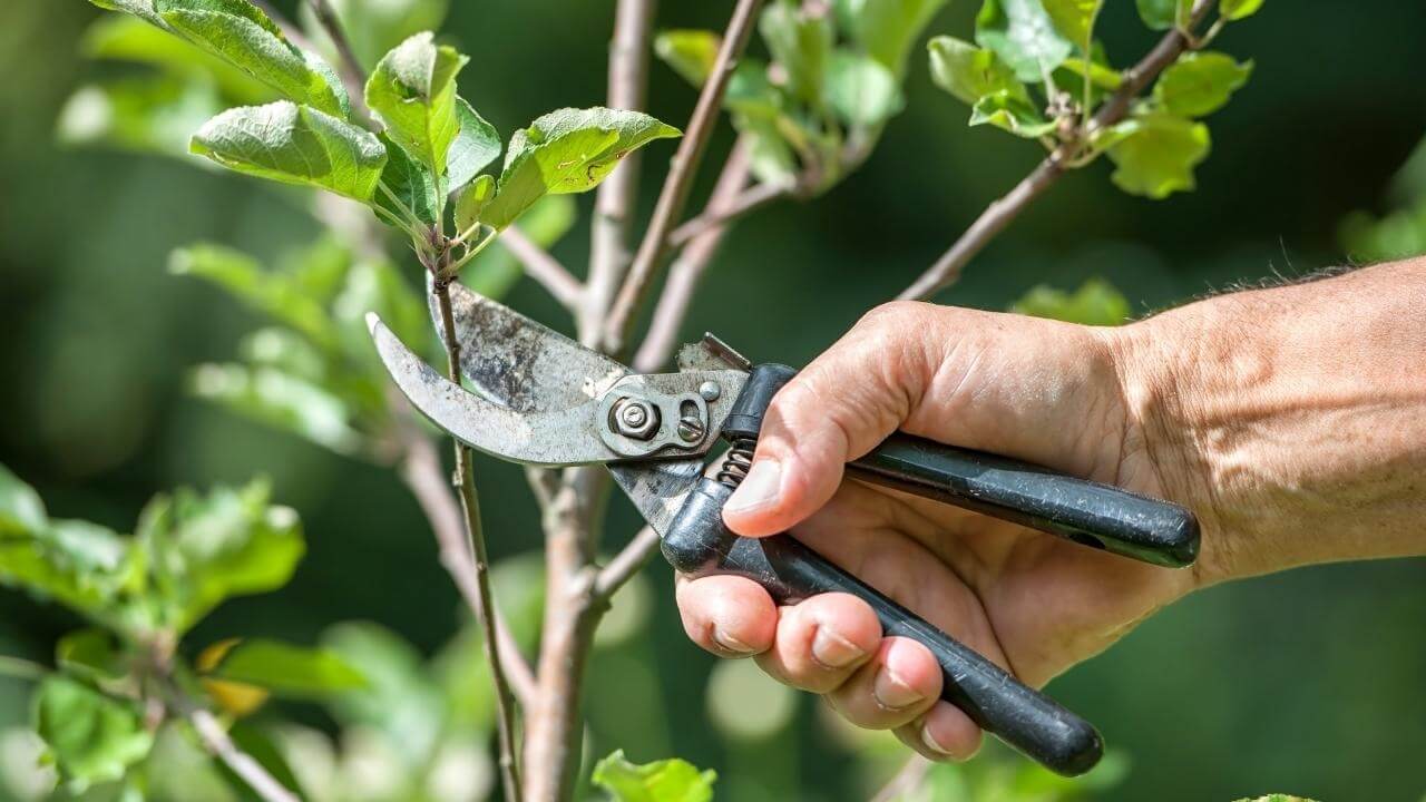 5 jednoduchych krokov ako spravne vysadit ovocny strom Zahradne centrum GAURA Trencin - Gaura Zahradné centrum Trečín