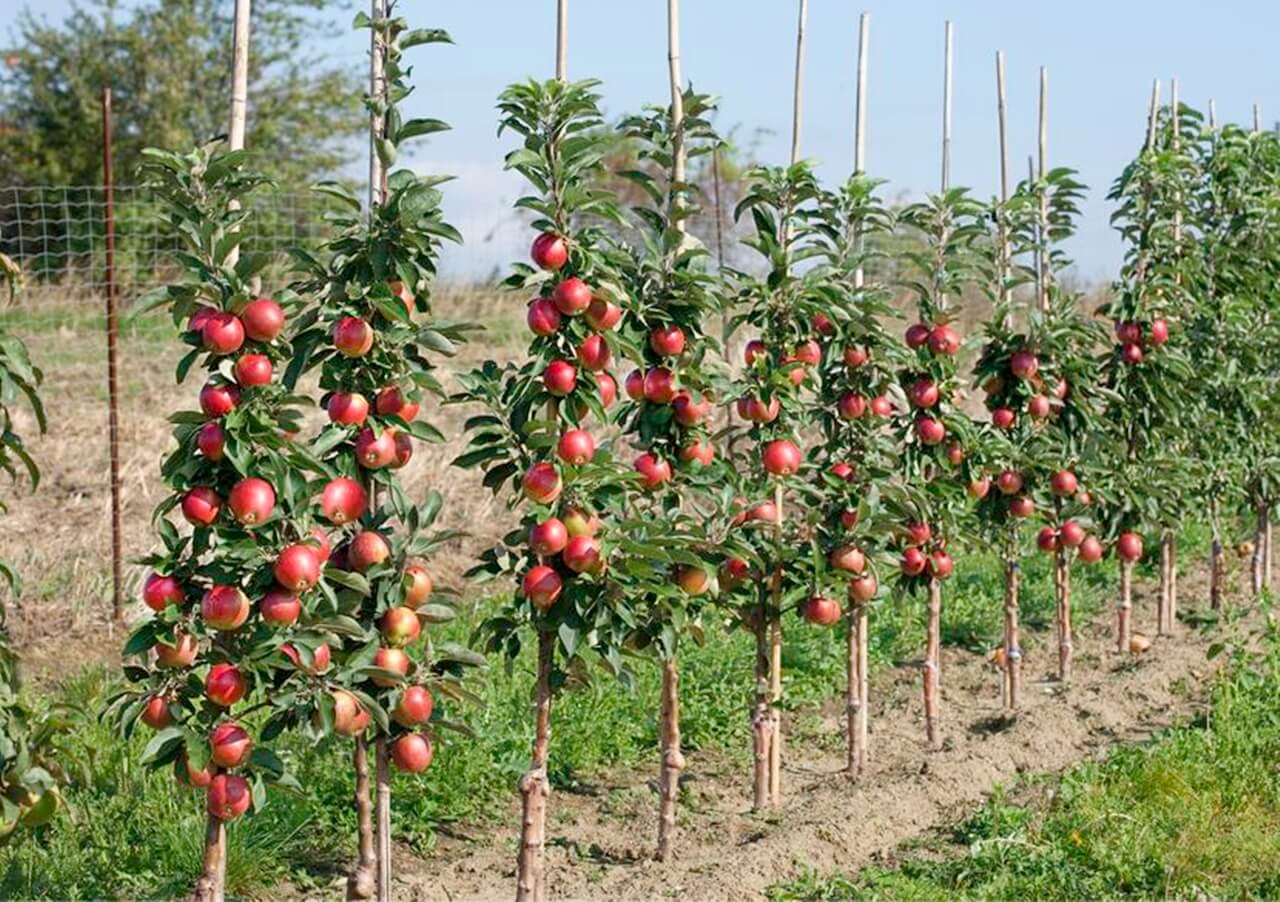 Ako spravne pestovat stlpovite ovocne stromy Zahradne centrum GAURA Trencin 13 - Gaura Zahradné centrum Trečín