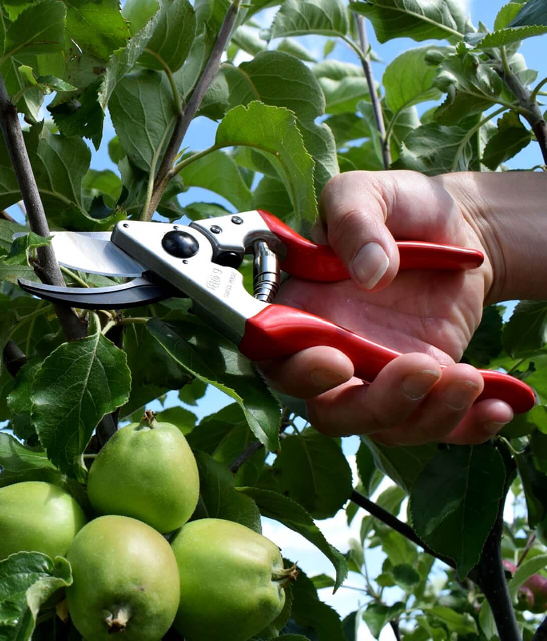 Ako spravne pestovat stlpovite ovocne stromy Zahradne centrum GAURA Trencin 7 - Gaura Zahradné centrum Trečín