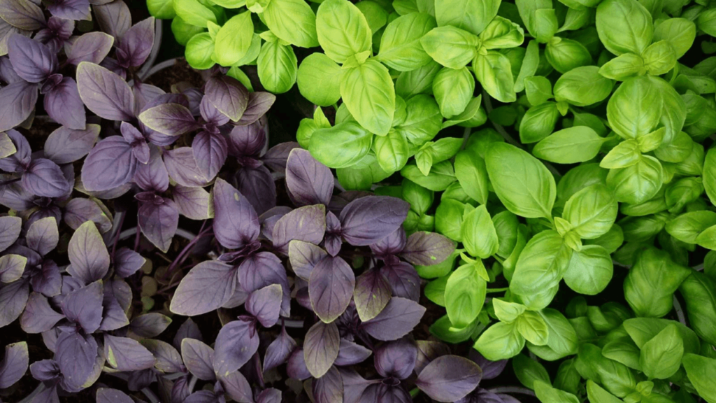 Zeleninové priesady priamo u nás! 3 - Gaura Zahradné centrum Trečín BIO zeleninove priesady priamo u nas 1 - Gaura Zahradné centrum Trečín