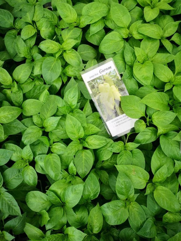 Zeleninové priesady priamo u nás! 1 - Gaura Zahradné centrum Trečín BIO zeleninove priesady priamo u nas 2 - Gaura Zahradné centrum Trečín