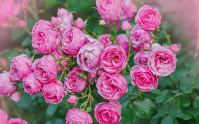 Starostlivosť o RUŽE – kráľovné záhrad
