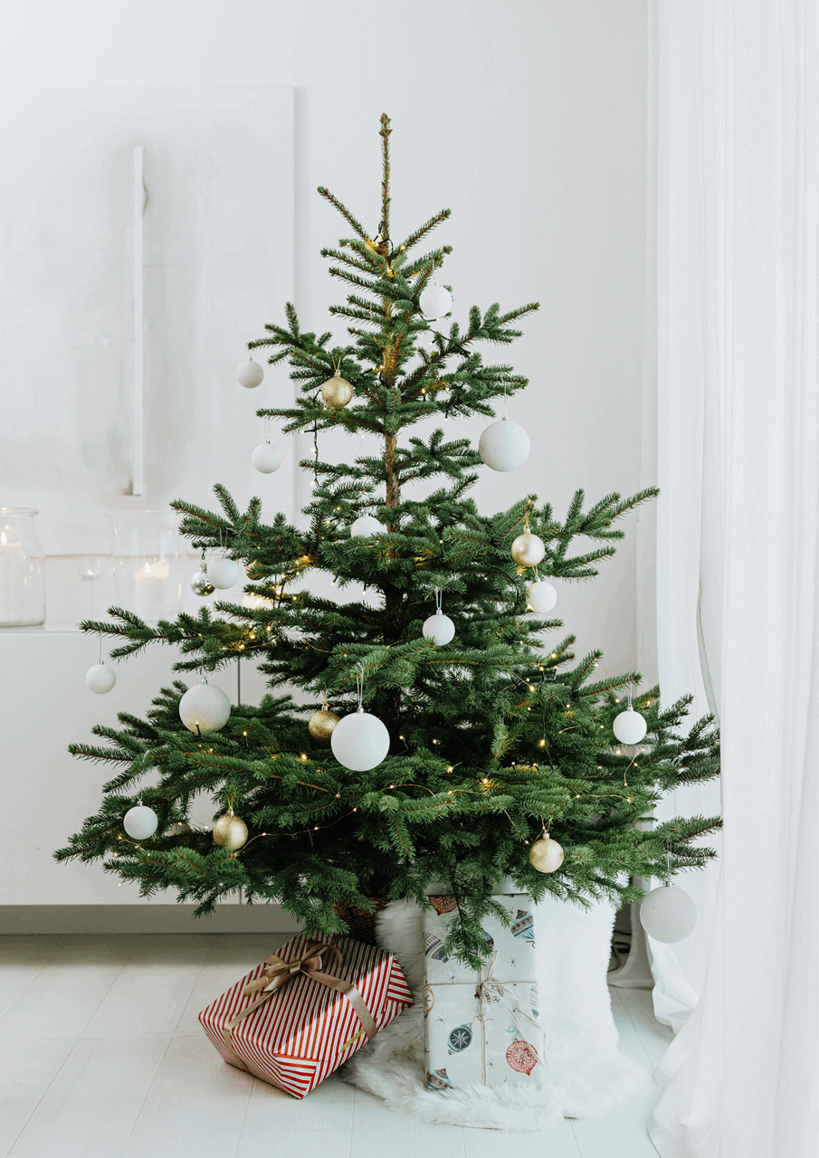 7 pravidiel, ako sa správne starať o živý vianočný stromček_Záhradné centrum Gaura_Trenčín (4)
