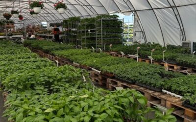Zeleninové priesady priamo u nás!
