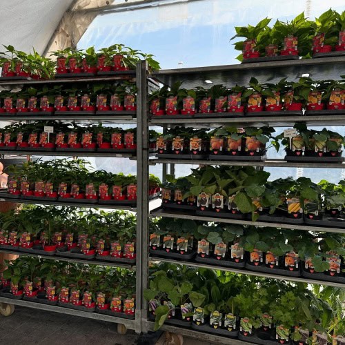 Zeleninové priesady priamo u nás! 2 - Gaura Zahradné centrum Trečín 491504759 18370958131130914 961381972281692814 n 1 zmensena - Gaura Zahradné centrum Trečín