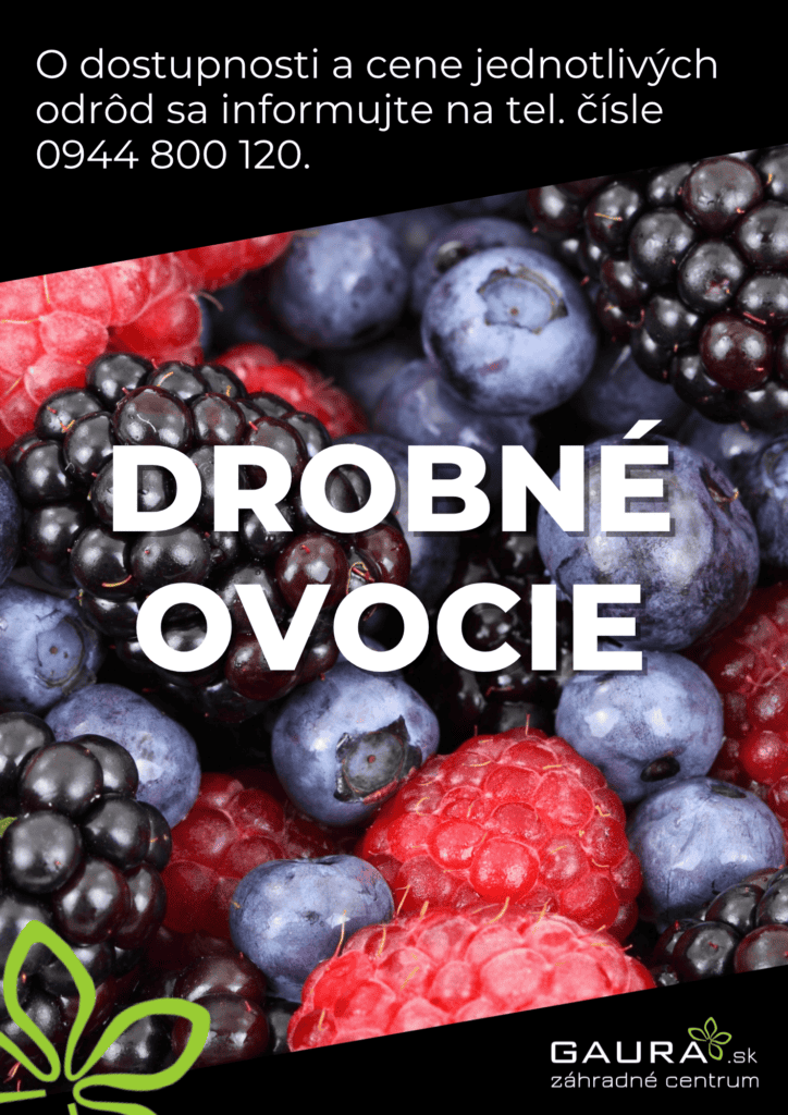 Drobné ovocie v GAURE! 2 - Gaura Zahradné centrum Trečín 1 - Gaura Zahradné centrum Trečín
