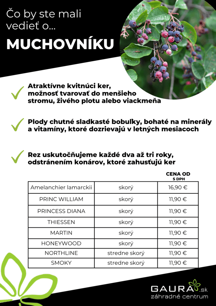Drobné ovocie v GAURE! 11 - Gaura Zahradné centrum Trečín 10 - Gaura Zahradné centrum Trečín