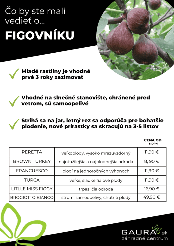 Drobné ovocie v GAURE! 12 - Gaura Zahradné centrum Trečín 11 - Gaura Zahradné centrum Trečín