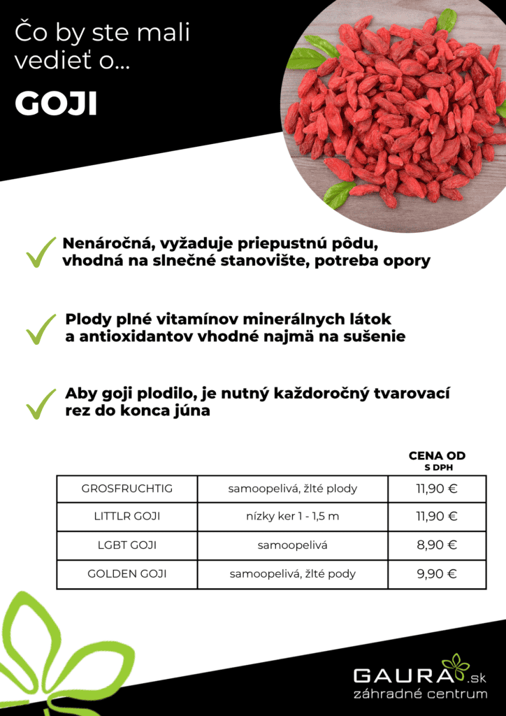 Drobné ovocie v GAURE! 16 - Gaura Zahradné centrum Trečín 15 - Gaura Zahradné centrum Trečín