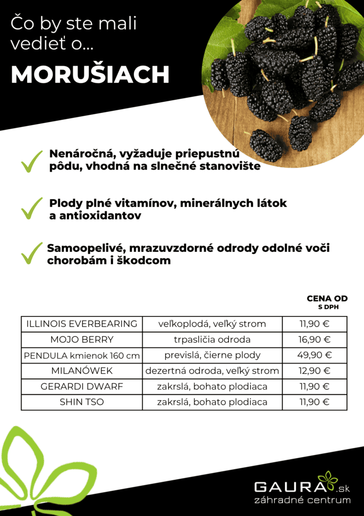 Drobné ovocie v GAURE! 17 - Gaura Zahradné centrum Trečín 16 - Gaura Zahradné centrum Trečín