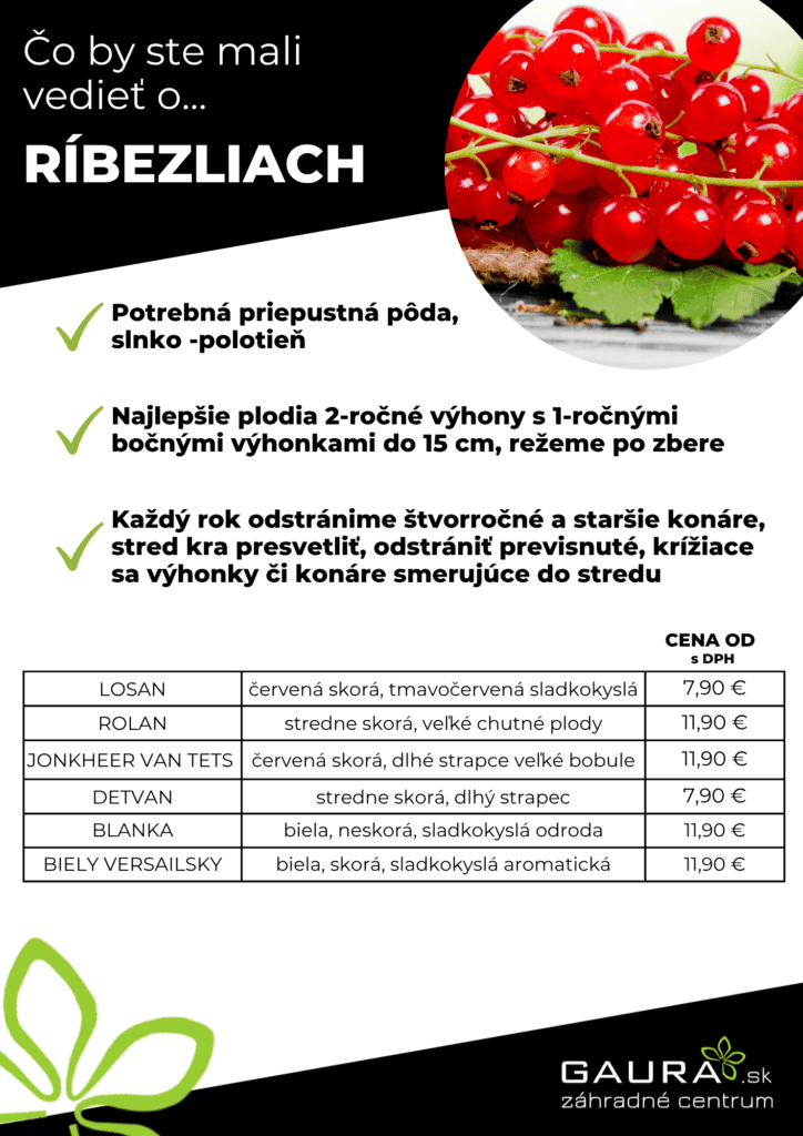 Drobné ovocie v GAURE! 19 - Gaura Zahradné centrum Trečín 18 - Gaura Zahradné centrum Trečín