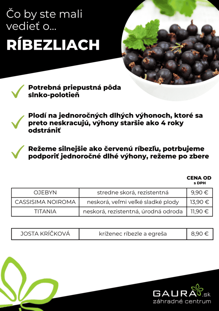 Drobné ovocie v GAURE! 20 - Gaura Zahradné centrum Trečín 19 - Gaura Zahradné centrum Trečín