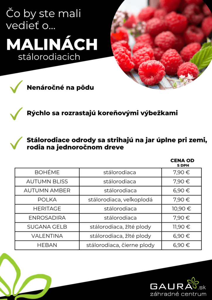 Drobné ovocie v GAURE! 3 - Gaura Zahradné centrum Trečín 2 - Gaura Zahradné centrum Trečín