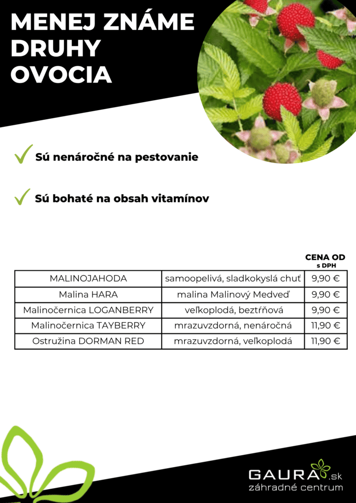 Drobné ovocie v GAURE! 26 - Gaura Zahradné centrum Trečín 25 - Gaura Zahradné centrum Trečín