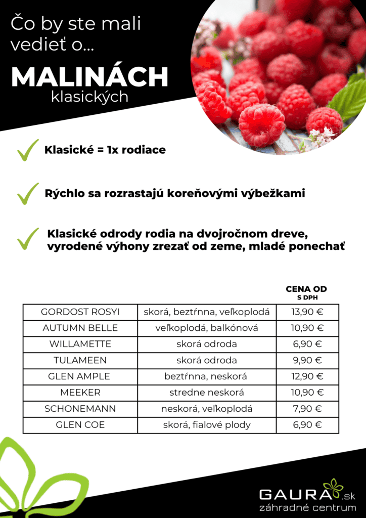 Drobné ovocie v GAURE! 4 - Gaura Zahradné centrum Trečín 3 1 - Gaura Zahradné centrum Trečín