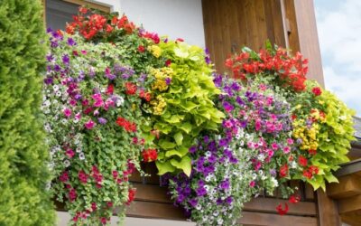 LETNIČKY – 5 krokov k úspešnému pestovaniu