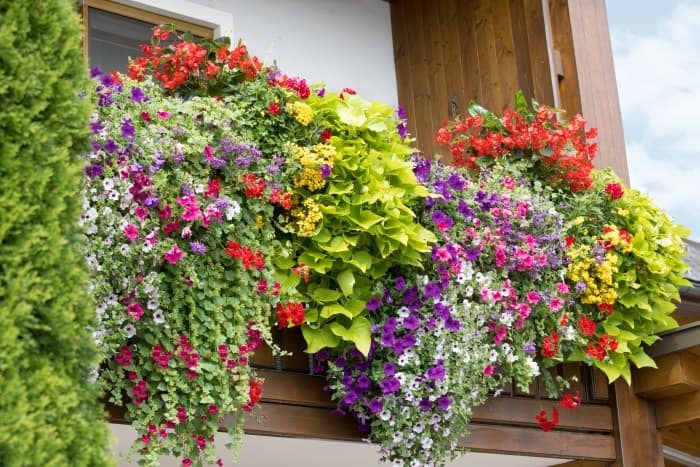 151206215_5189828687723966_8006125504784820421_n Letničky