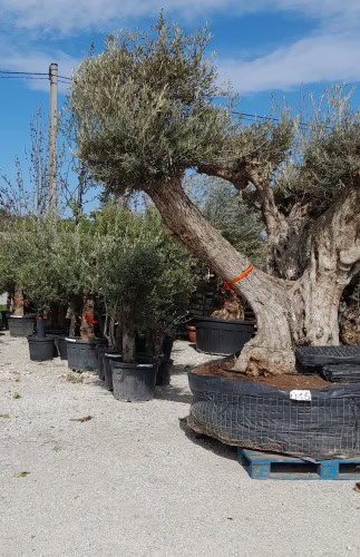 Olivovník- Kráľ Stredomoria u vás v záhrade 1 - Gaura Zahradné centrum Trečín Olivoník