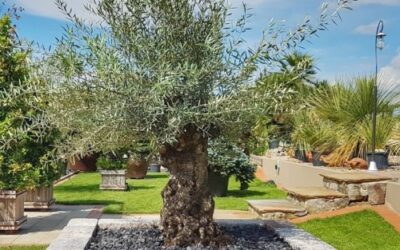 Olivovník- Kráľ Stredomoria u vás v záhrade