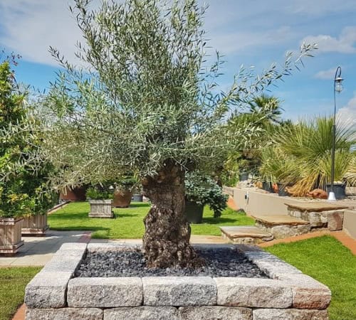 5cc8ae7aee25e8146ebc56fa76e9ae2d_zmensena Olea europea